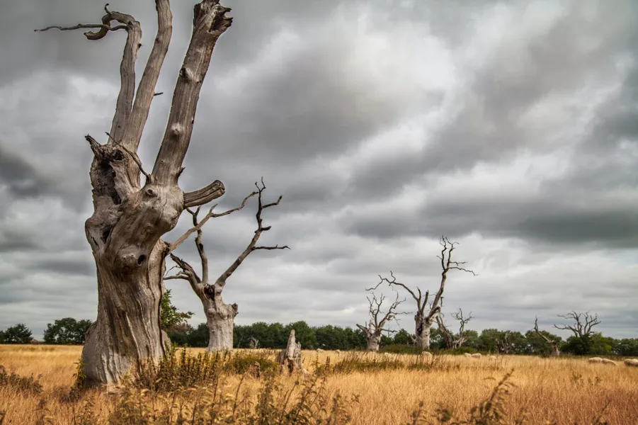 Mundon Petrified Oak Trees
