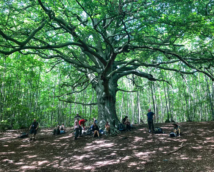 The Great Beech of Trenley Park