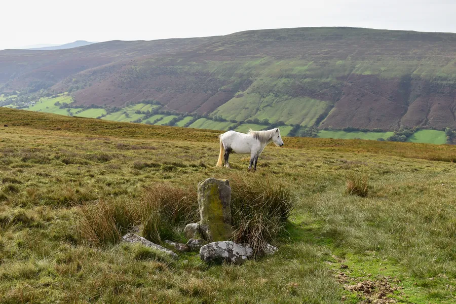      Horse on Hay Bluff looking at Bal Bach