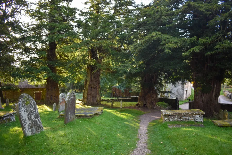 Ancient Yew Grove, Capel-y-ffin