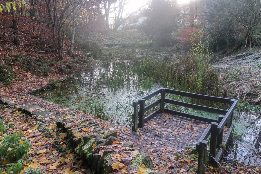 Pond in Cunnery Wood (good place of reflection)