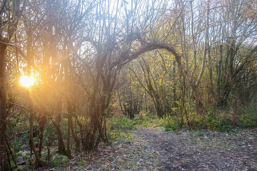 Descending through Cunnery Wood (Anne’s land…)
