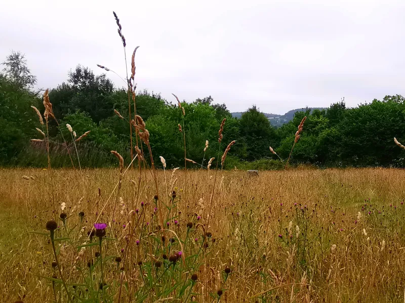 Stage 1- Bridford Park