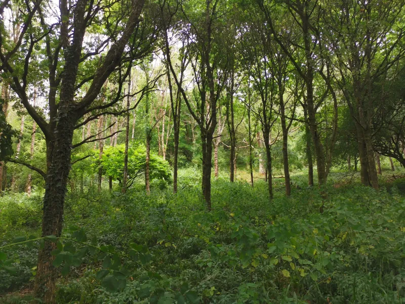 Stage 4- Ashton to Doddiscombsleigh