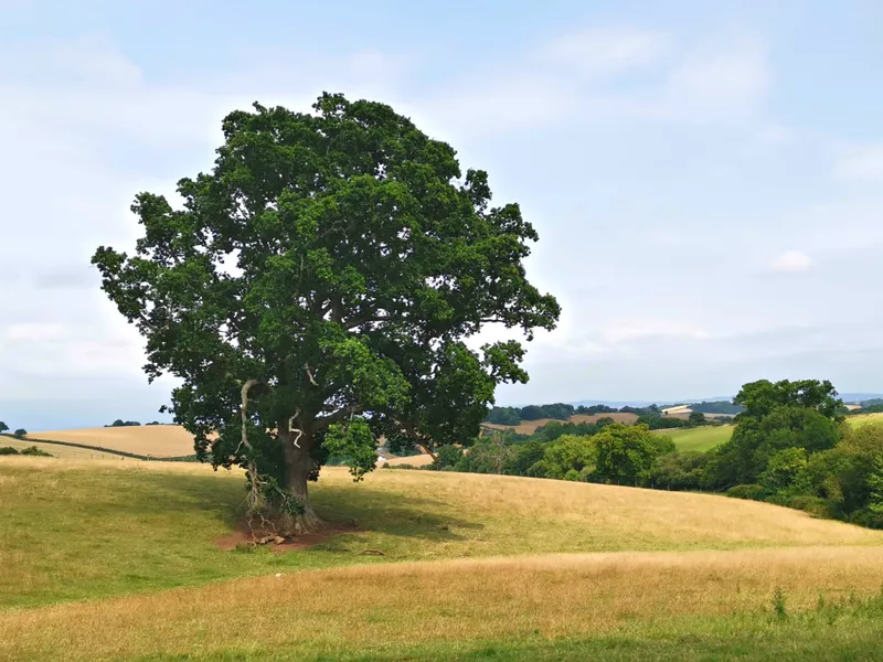 Stage 5- Doddiscombsleigh to Dunchideock