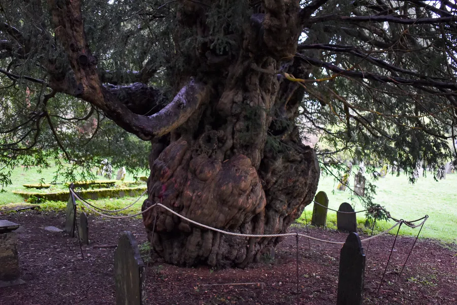 Dartington Ancient Yew Tree
