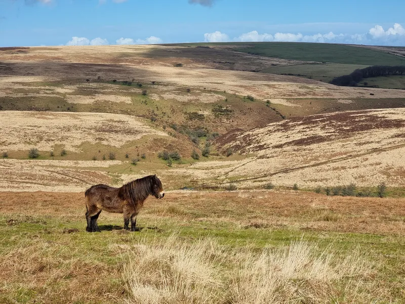 Exmoor Pony
