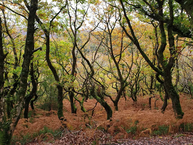 Ancient Oak Woodlands