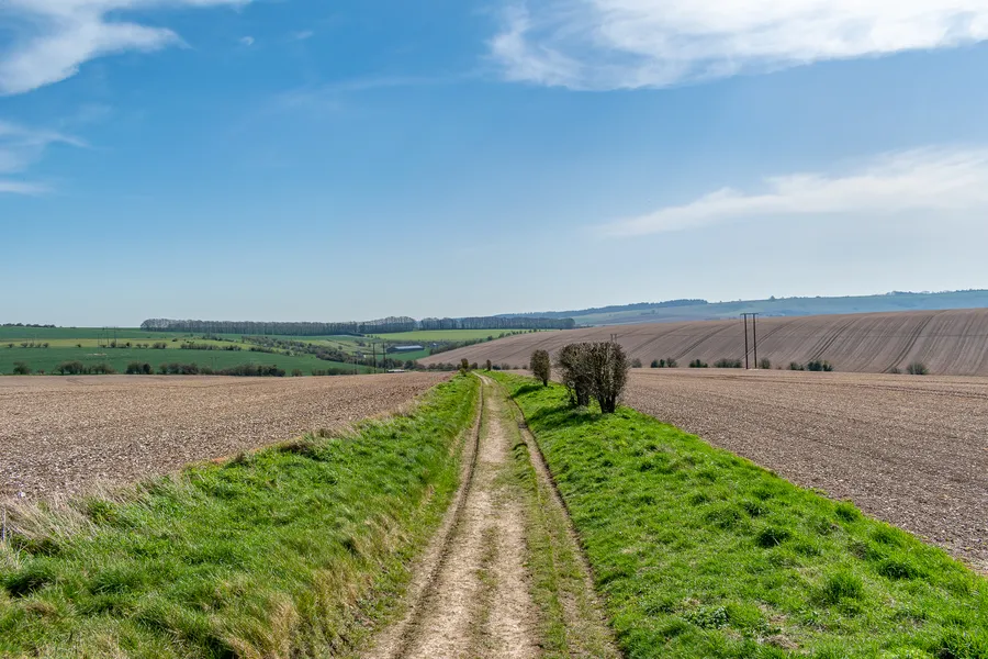 Ox Drove, outside Salisbury