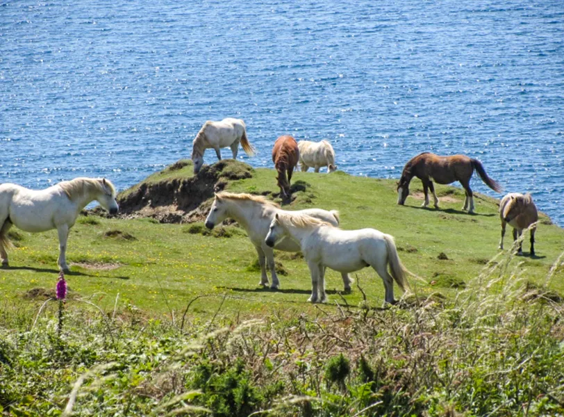 Wild Horses