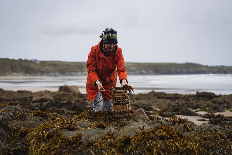 Seaweed Foraging on Whitesands Bay