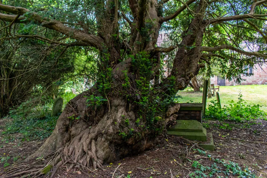 Powick Venerable Yew