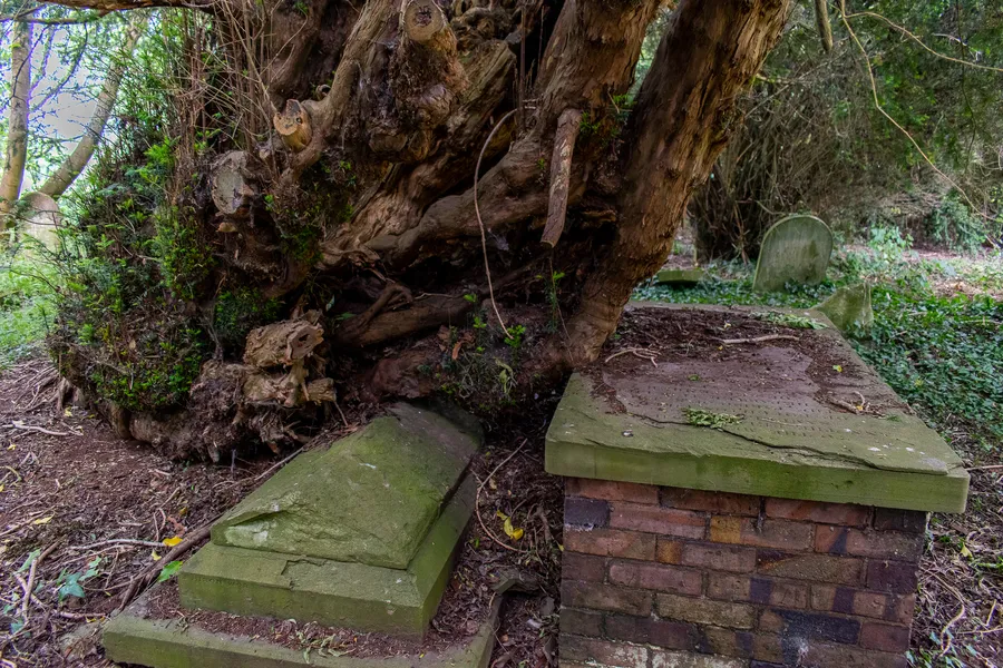 Powick Venerable Yew and Graves