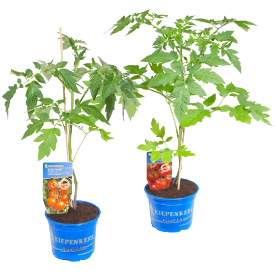 KIEPENKERL Tomaten- / Gurkenpflanzen