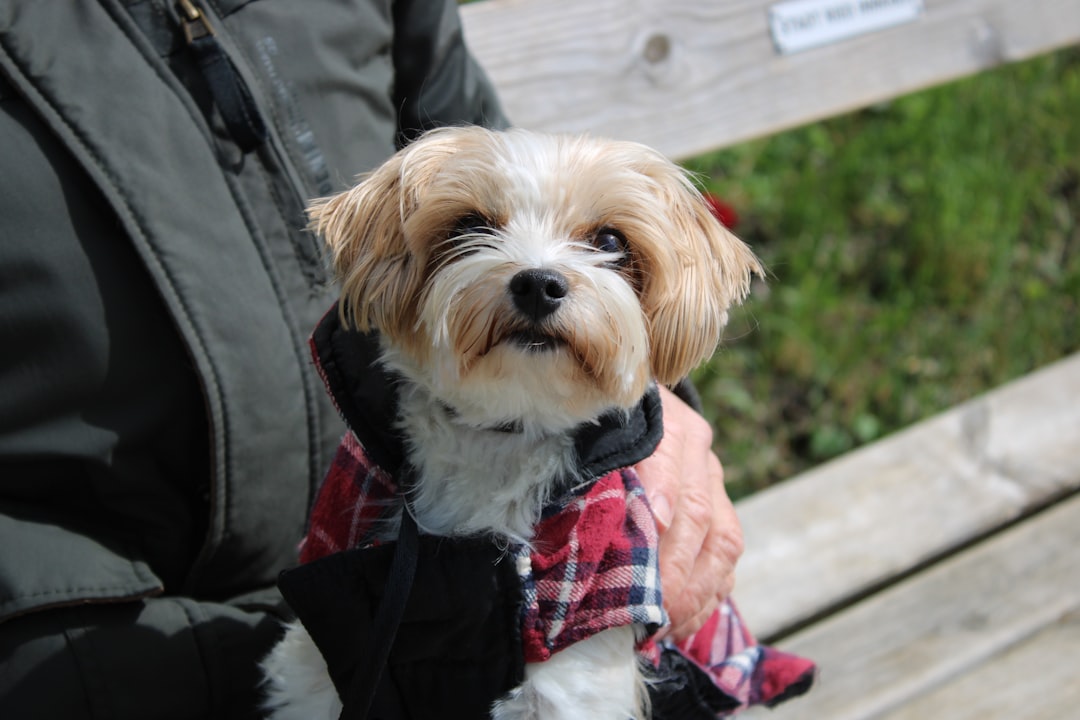 A small dog wearing a coat on a bench for The Complete Guide to Figma for Small Business Owners: Design Tools That Don't Require a Designer