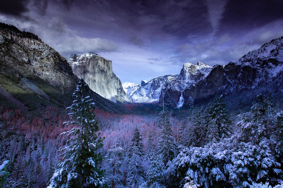 Snow covered pine trees in the foreground of Tunnel View in Yosemite National Park