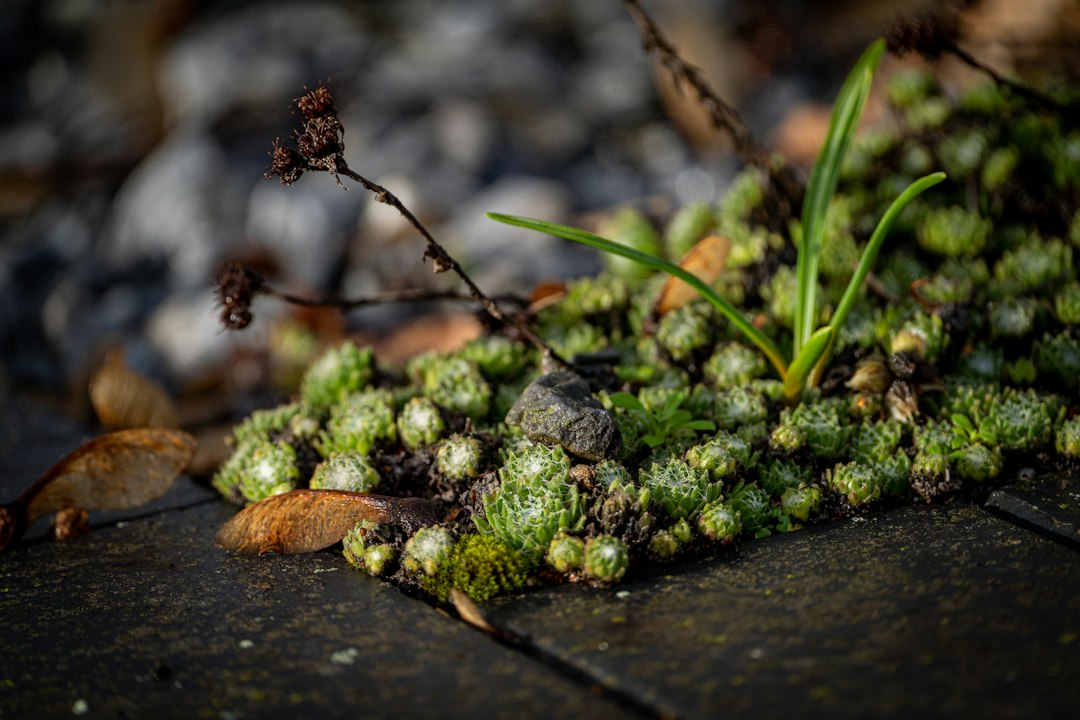 A close up of a plant on a wooden surface