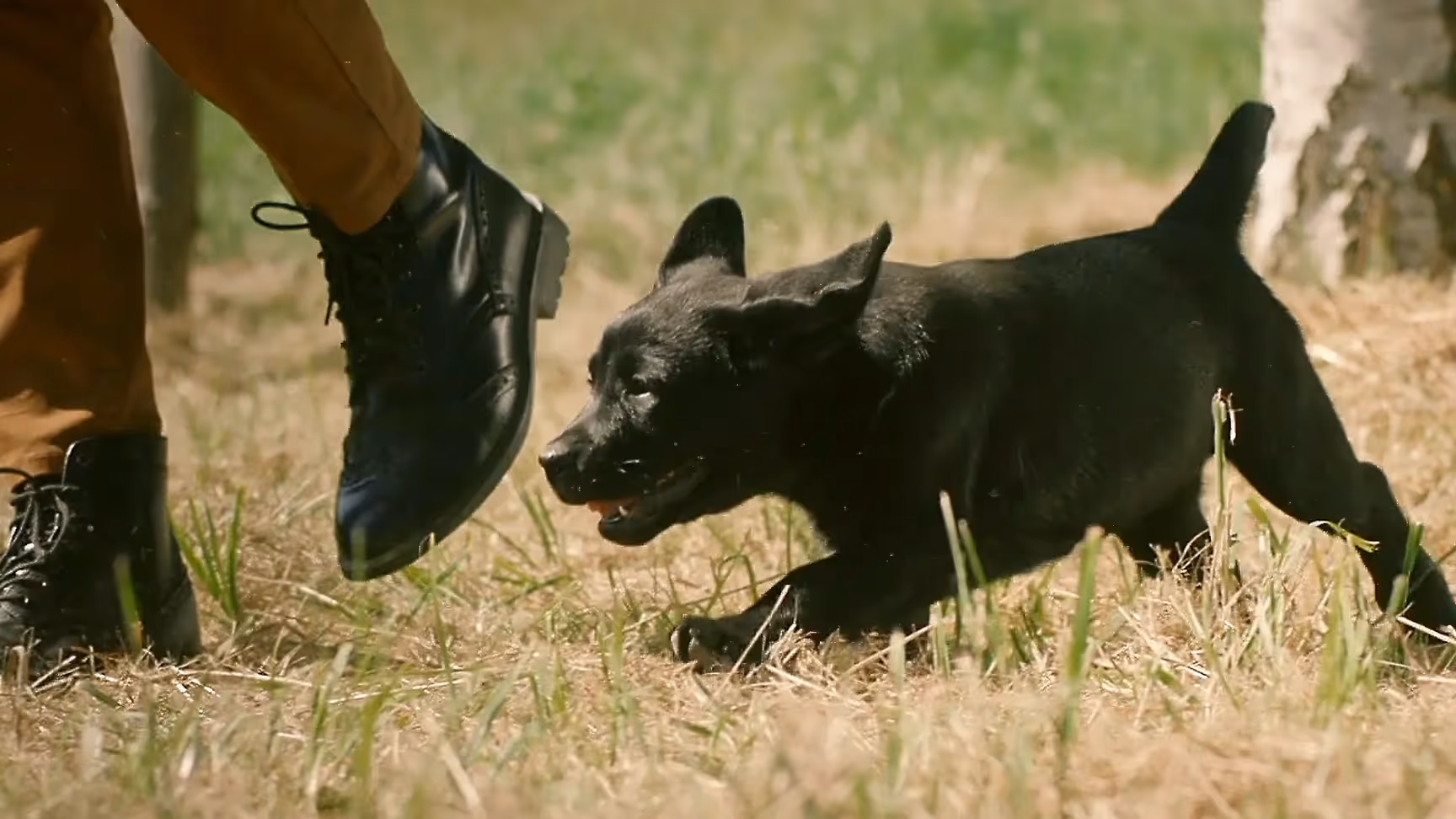 Schwarzer Hund läuft energiegeladen über eine Wiese neben einer Person in brauner Hose und schwarzen Stiefeln.