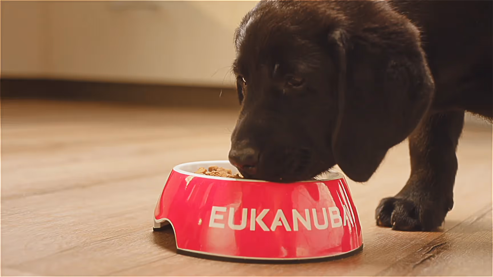 Schwarzer Labrador-Welpe frisst aus einem leuchtend pinken Eukanuba-Hundenapf auf einem Holzboden.