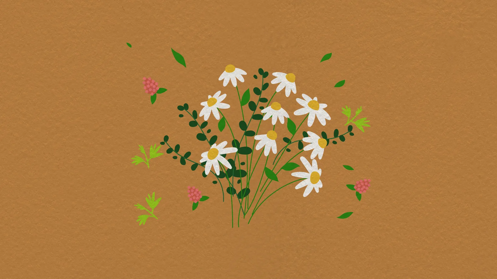 „Illustration von Kamillenblüten und Heilpflanzen – natürliche Inhaltsstoffe für pflanzliche Medizin und Immunsystem-Stärkung.