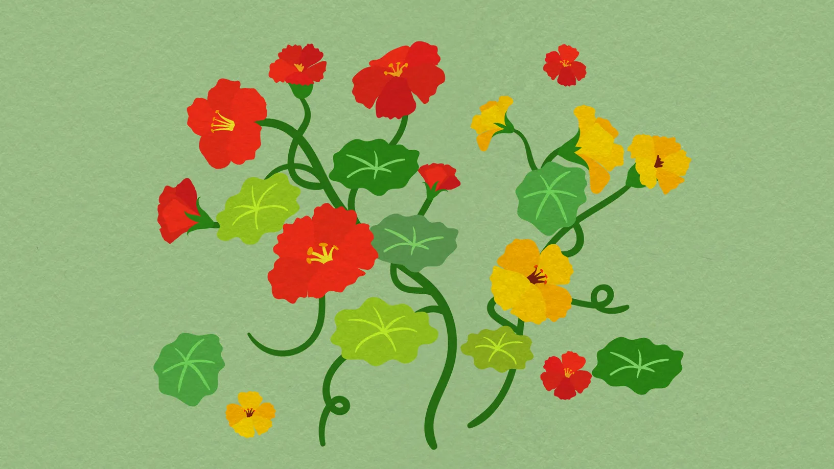 Illustration von roten und gelben Kapuzinerkresse-Blüten mit Blättern – Heilpflanze in pflanzlicher Medizin und Infektabwehr.