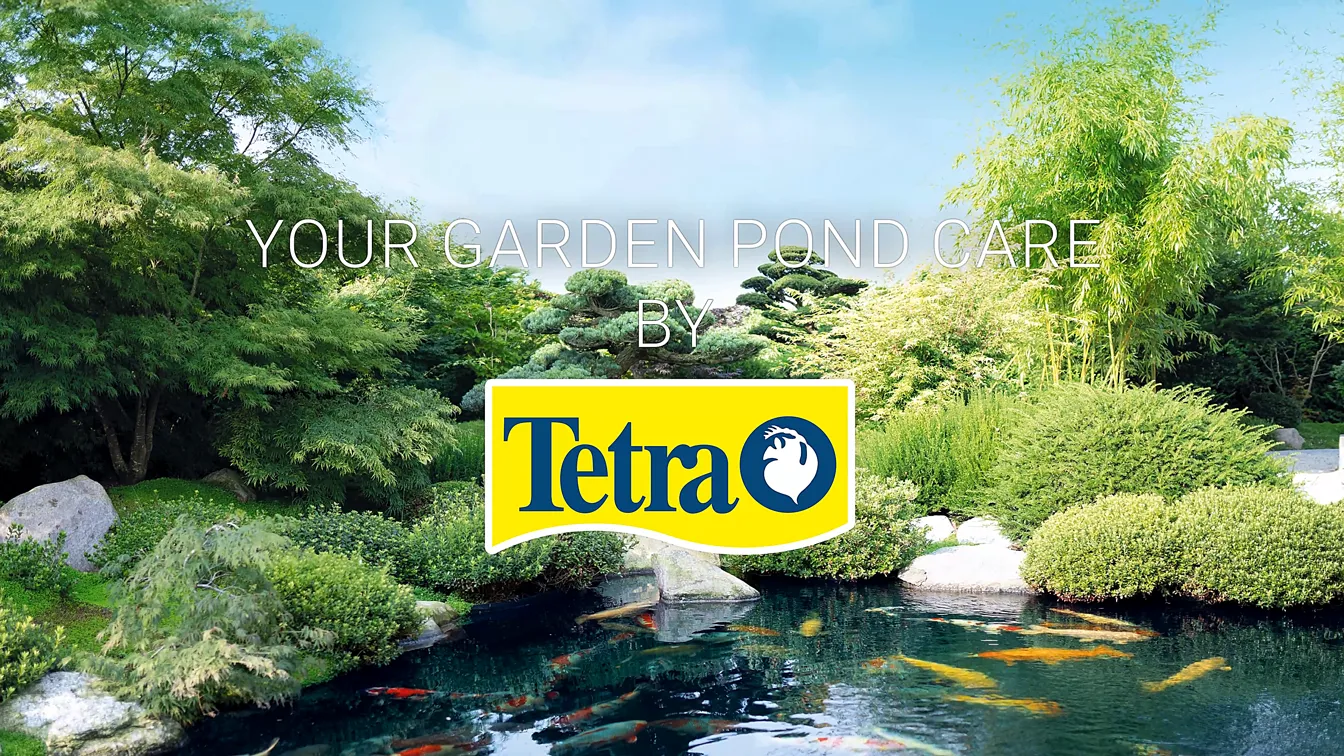 Fotorealistische Darstellung eines Gartenteichs mit Koi-Fischen, Wasserpflanzen und Schriftzug „Your Garden Pond Care by Tetra“ – visuelle Inszenierung für Produktvideo, Marke und Naturpflege in Filmproduktion.