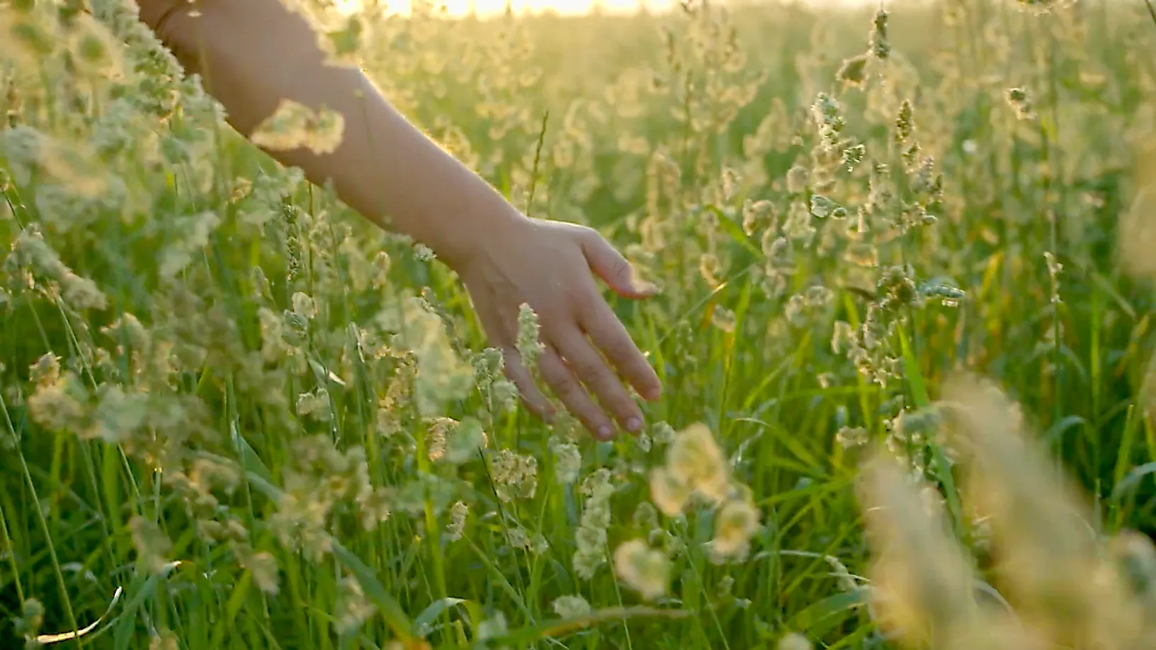 Hand streicht durch hohes Gras auf sonnenbeschienenem Feld in der Natur.