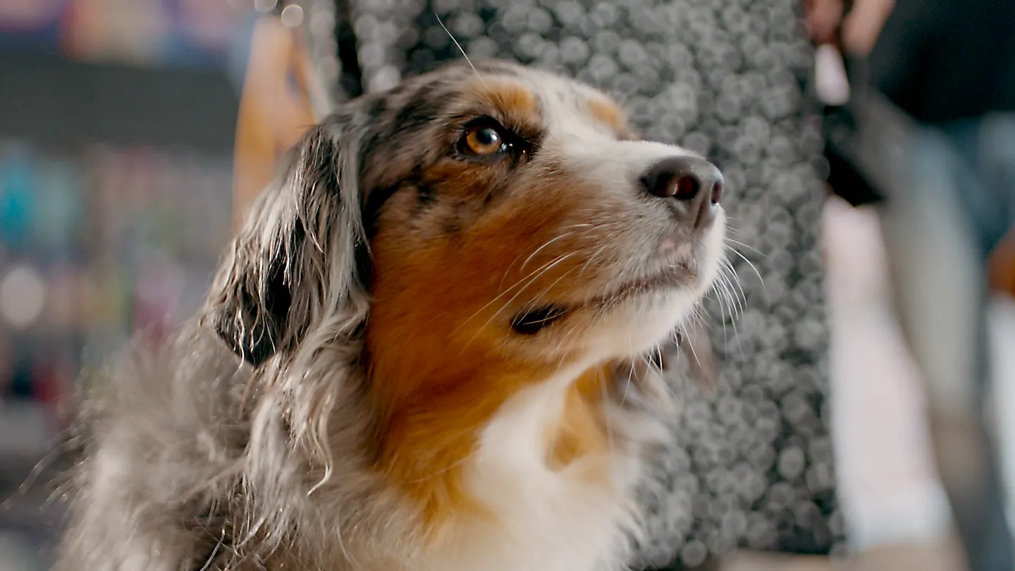 **Optimized alt text (≤250 Zeichen):** Kundenfilm Szene: Nahaufnahme eines Hundes als Symbol für Tierbedarf und Haustierprodukte von Nobby – emotionale Darstellung von Markenidentität, Produktlogistik und Kundenbindung im Kundenfilm von CHEESE Productions.