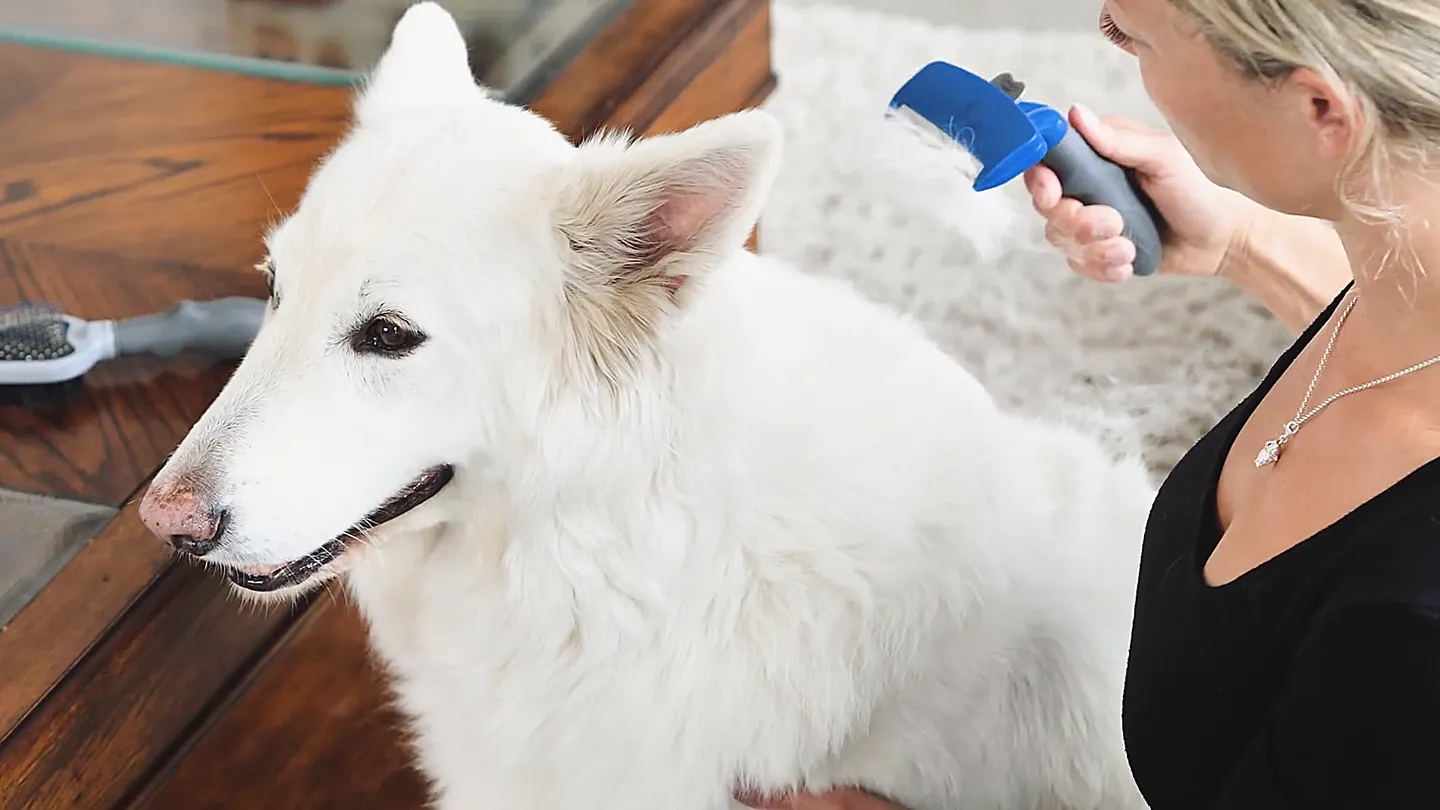 Frau pflegt weißen Langhaarhund mit dem FURminator Fellpflege-Tool im Wohnzimmer.
