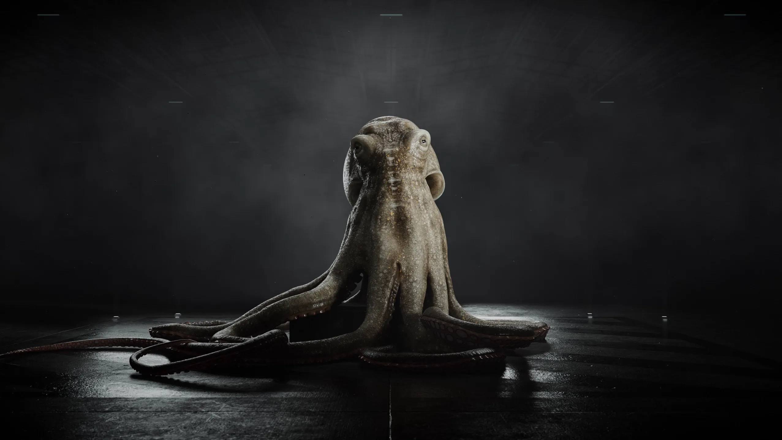 3D Animation eines fotorealistischen Oktopus in dunkler Studio-Umgebung – Produktvideo und Werbefilm mit Fokus auf CGI-Design, Texturdetails, Lichtsetzung und High-End-Rendering für beeindruckende visuelle Markeninszenierung.