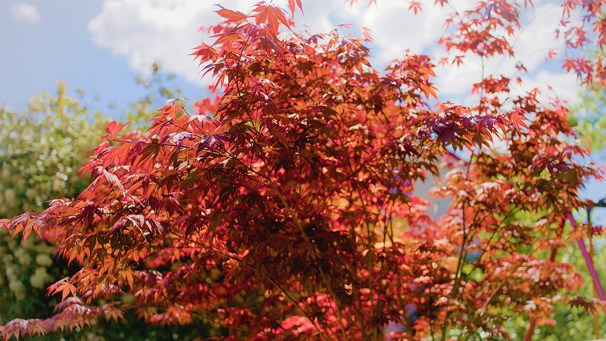 Leuchtend roter Ahornbaum im Sonnenlicht – stimmungsvolle Naturaufnahme aus einem Imagefilm, die Nachhaltigkeit, Ruhe und emotionale Markeninszenierung filmisch vermittelt.