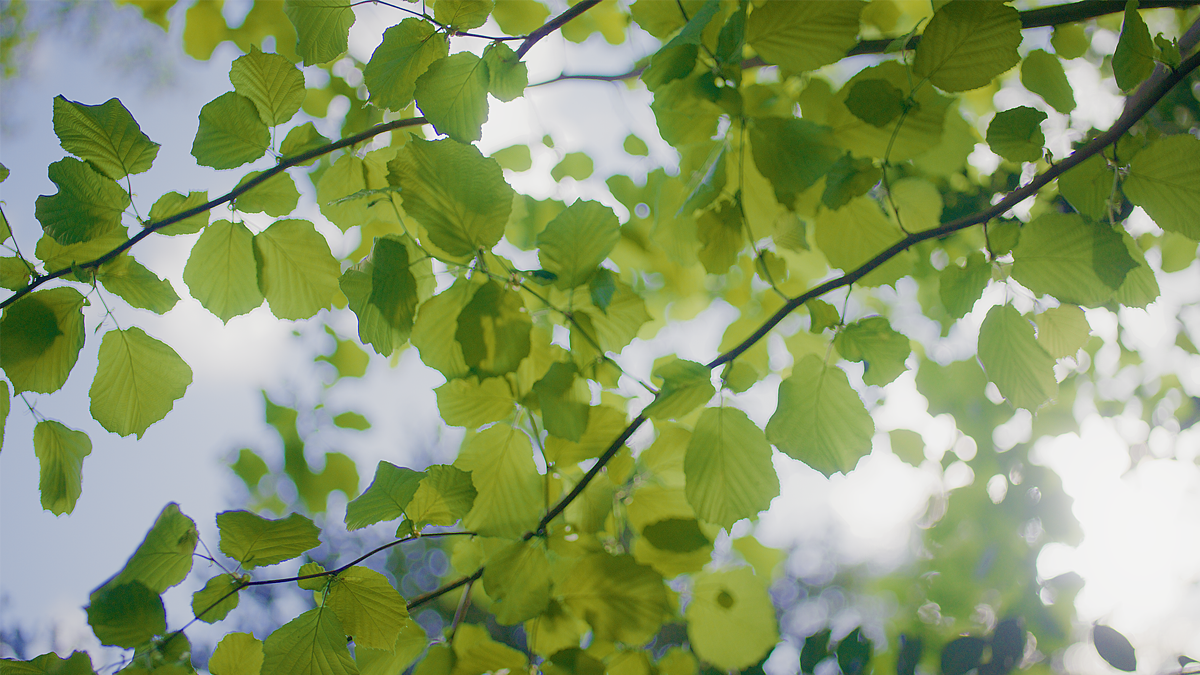 Sonnenlicht fällt durch grüne Blätter – stimmungsvolle Naturaufnahme aus einem Imagefilm, die Nachhaltigkeit, Frische und natürliche Markenidentität visuell transportiert.
