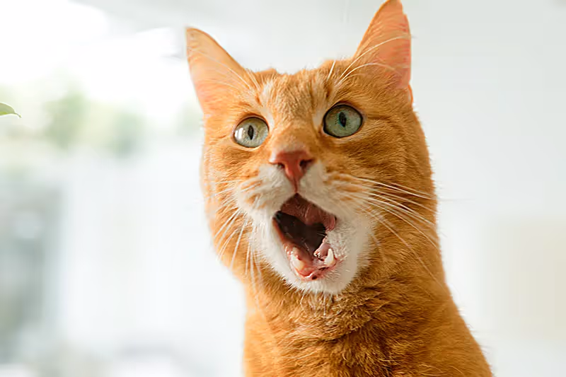 Werbefilm-Szene mit überraschter roter Katze – emotionale und humorvolle Momentaufnahme aus einer professionellen Videoproduktion, inszeniert für Markenkommunikation, Imagefilm und kreative Werbefilm-Kampagne.