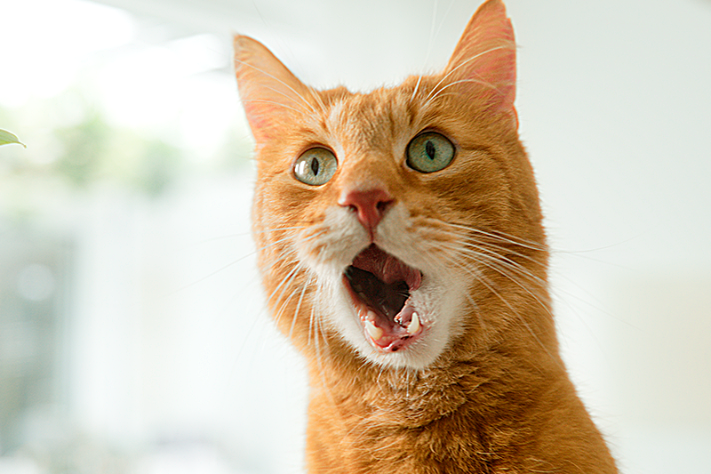 Werbefilm-Szene mit überraschter roter Katze – emotionale und humorvolle Momentaufnahme aus einer professionellen Videoproduktion, inszeniert für Markenkommunikation, Imagefilm und kreative Werbefilm-Kampagne.