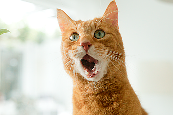 Werbefilm-Szene mit überraschter roter Katze – emotionale und humorvolle Momentaufnahme aus einer professionellen Videoproduktion, inszeniert für Markenkommunikation, Imagefilm und kreative Werbefilm-Kampagne.