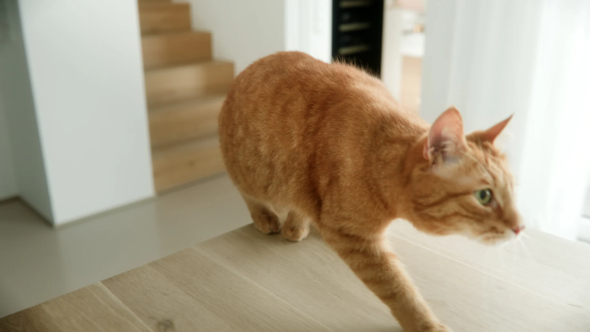 Rote Katze läuft über einen Holztisch in einer hellen Wohnung, Filmstill