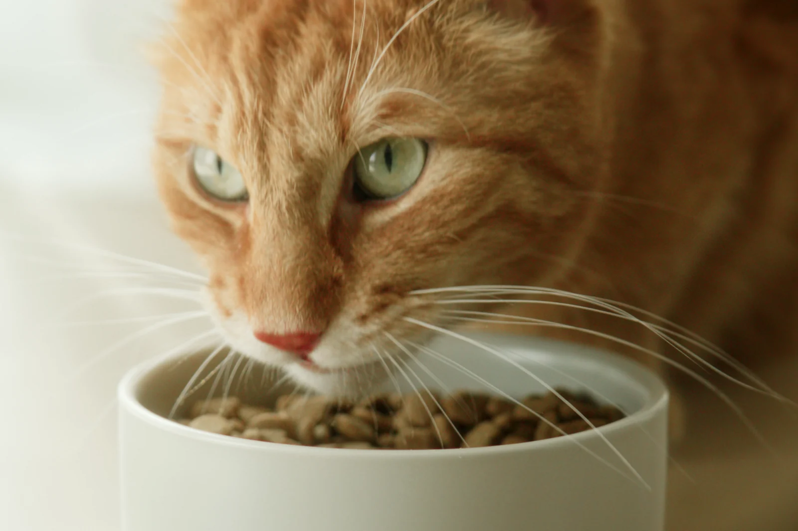 Rote Katze frisst aus einem hellen Napf und blickt nach oben, Nahaufnahme aus einem Werbefilm mit Realfilm und 3D-Animation