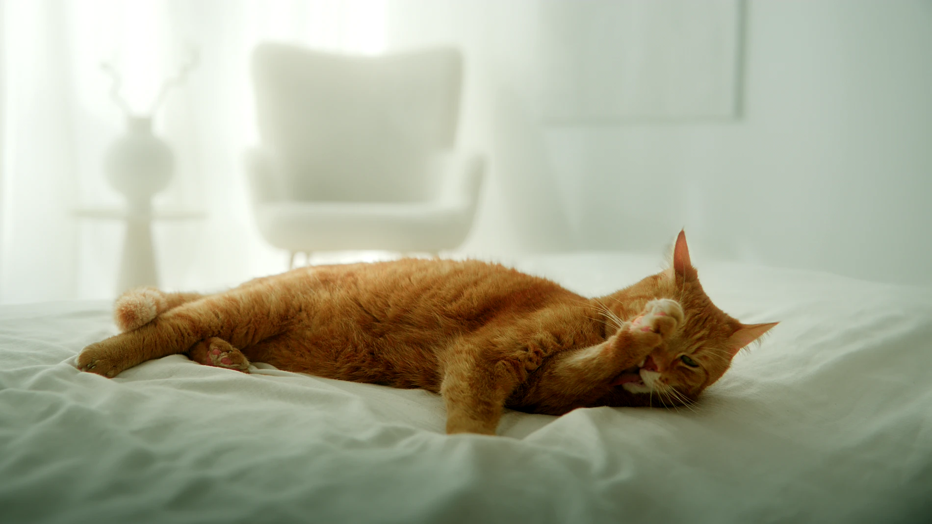 Rote Katze liegt ausgestreckt auf einem weißen Bett, Filmstill
