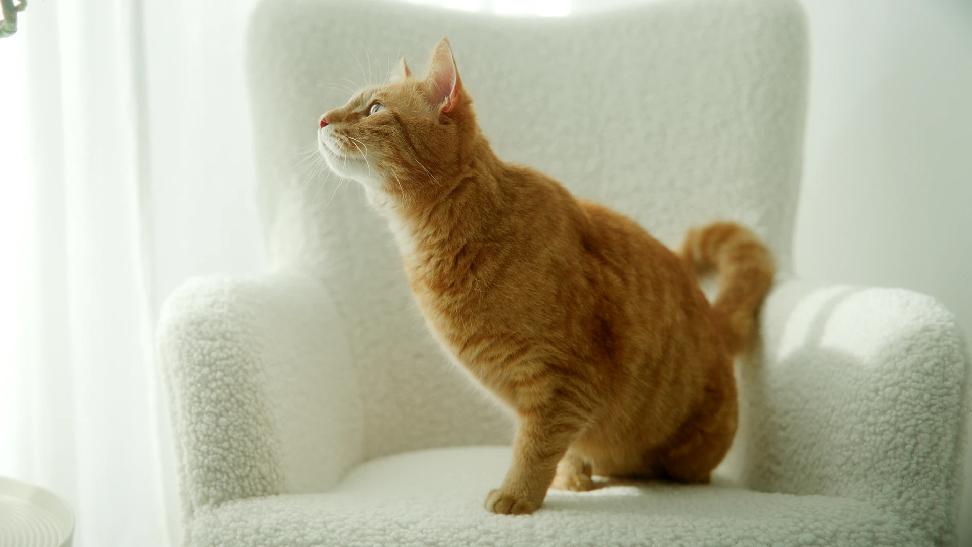 Rote Katze sitzt auf einem weißen Sessel und blickt nach oben, Filmstill