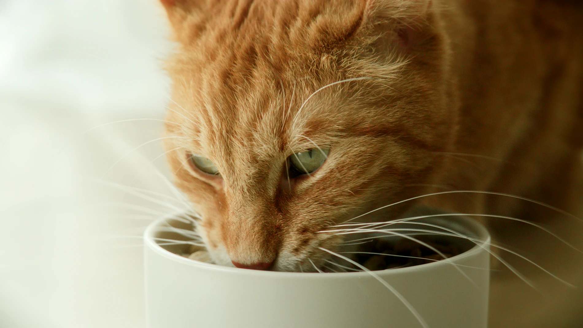 Nahaufnahme einer roten Katze beim Fressen aus einem weißen Napf, Filmstill