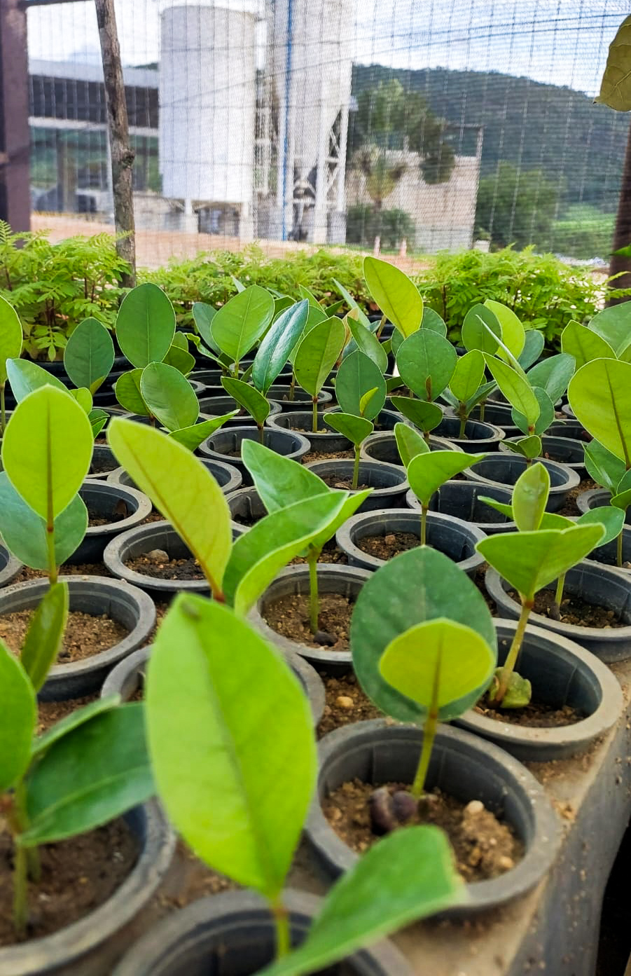 Estufa de mudas mantida pela Magban