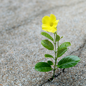 Yellow flower growing in crack