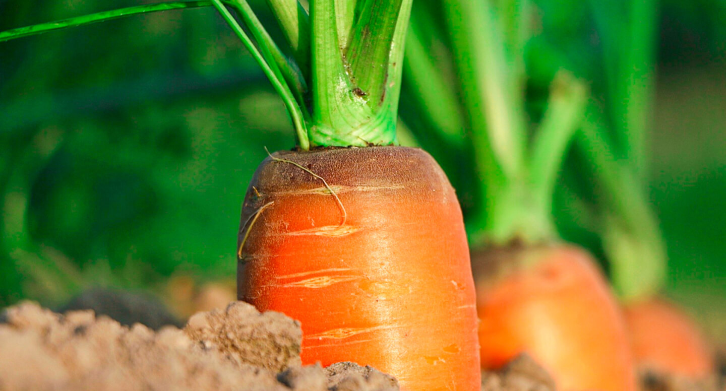 Organic Vegetables