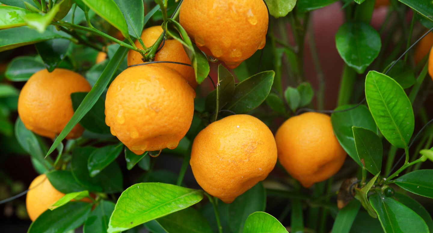 Organic Fruits