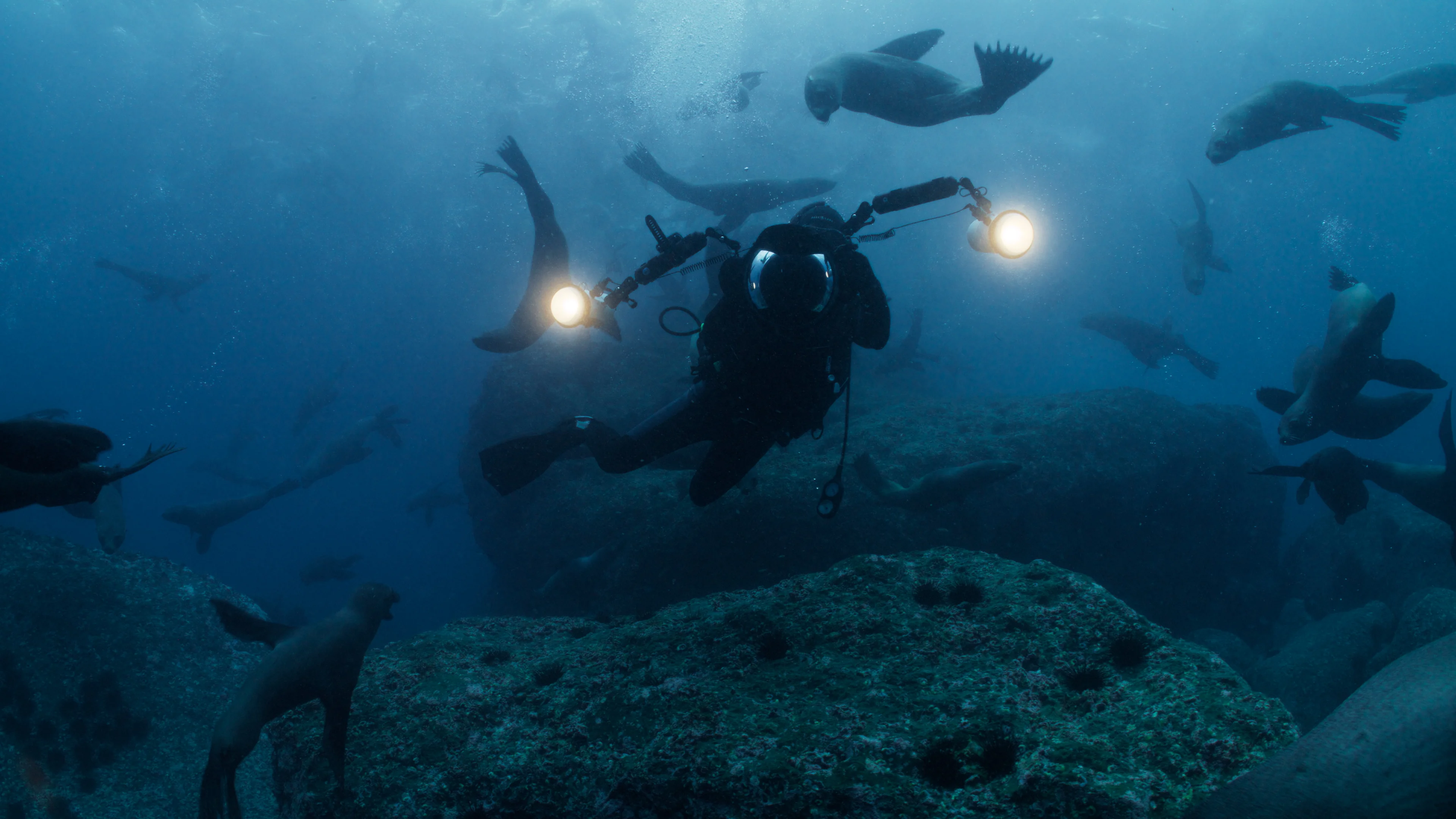 under water diver surrounded by seals