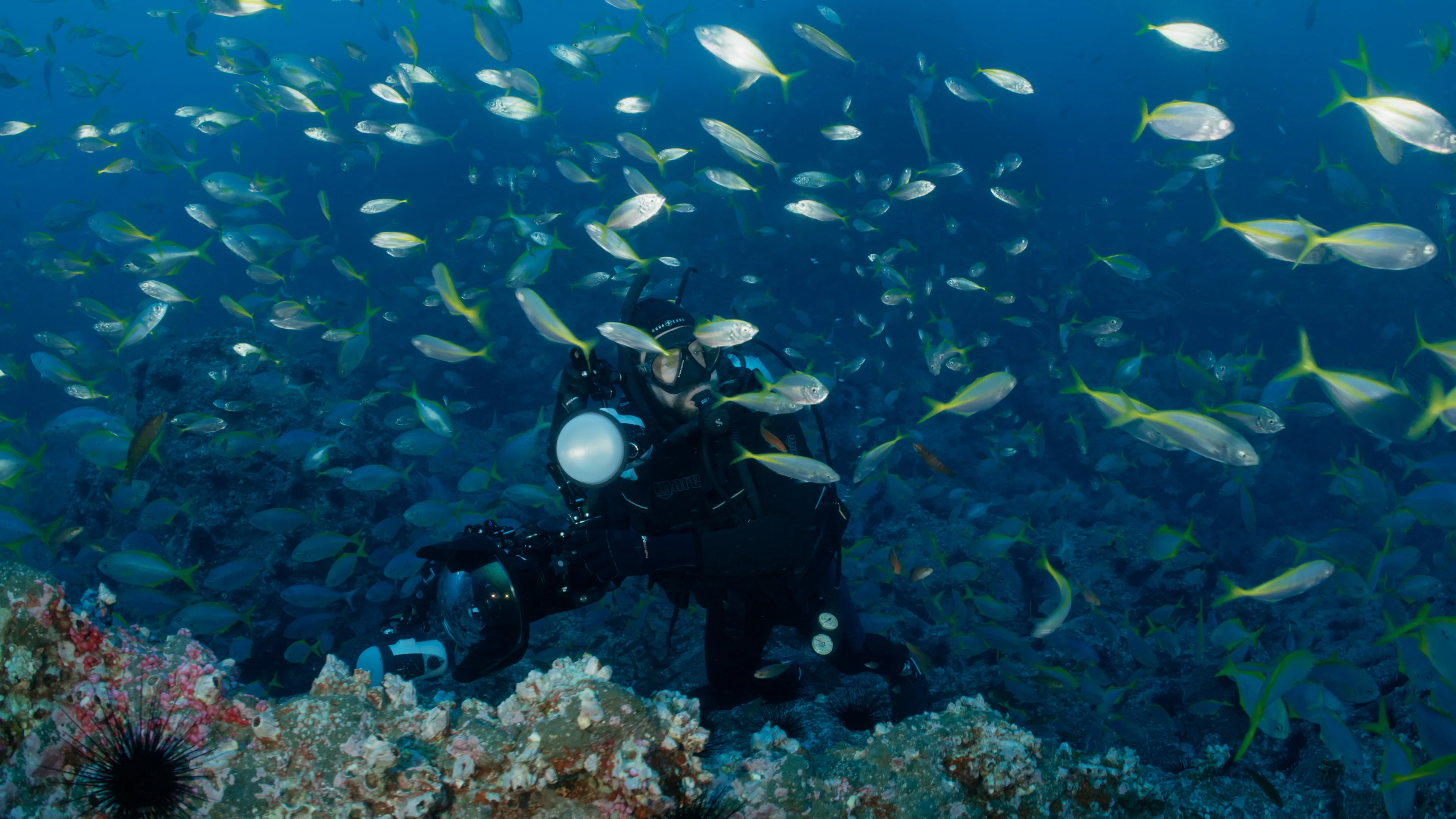 scuba diver in a coral reef surrounded by fish
