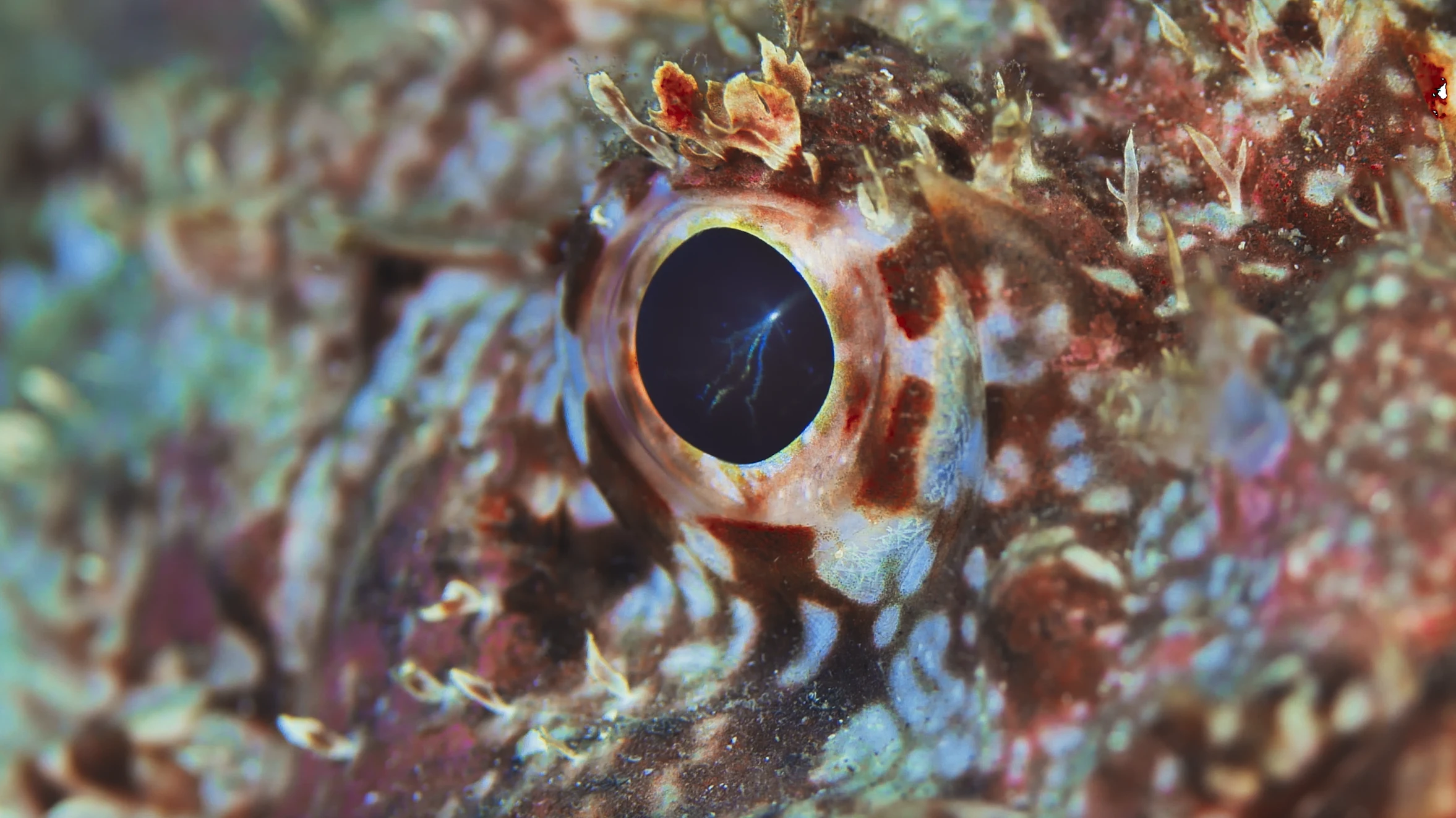 close up of a fish's eye
