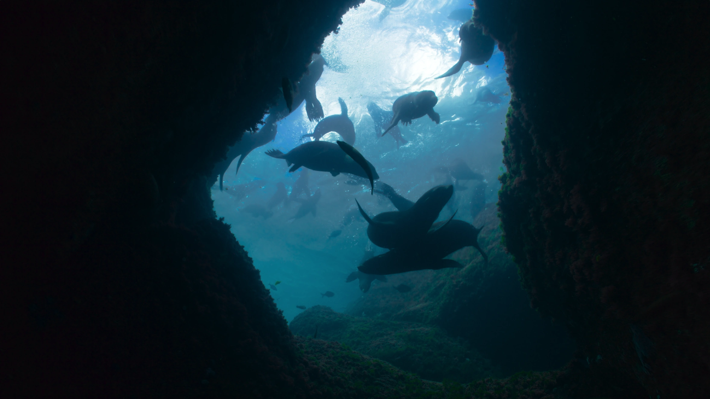 seals in underwater cave