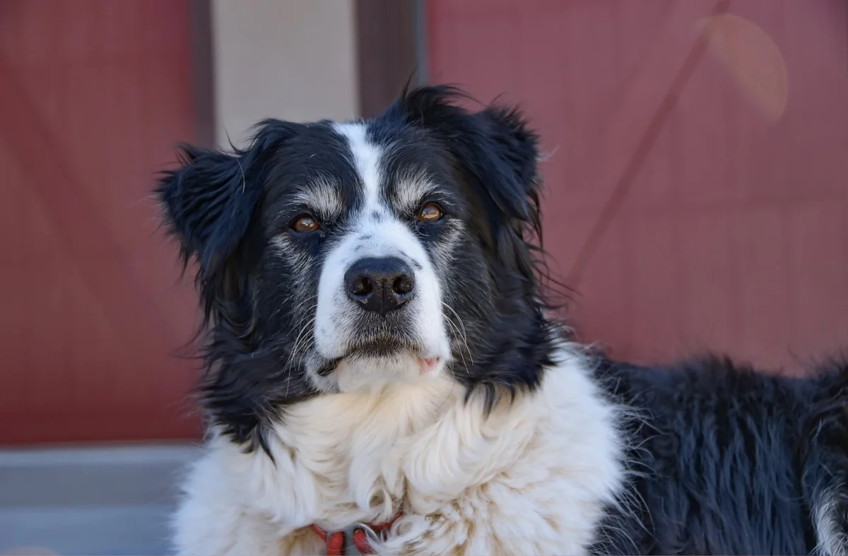 Close-up of a black and white dog with fluffy fur and a calm expression against a blurred red background.