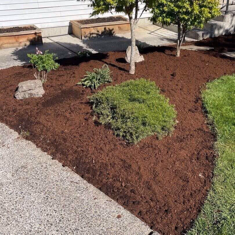 Fresh mulch installation in a landscaped front yard bed for weed control and improved curb appeal.